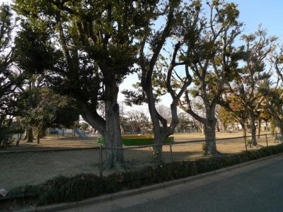 やよい公園
